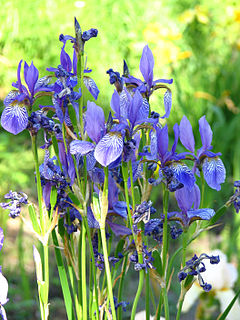 <i>Iris ser. Sibiricae</i>