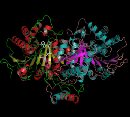 Crystallographic structure of protein isocitrate dehydrogenase. Isocitrate dehydrogenase.png