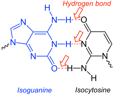 Isoguanine-Isocytosine-base-pair Isoguanine-Isocytosine-Base pair V2.svg