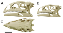 Digitally reconstructed skulls of the holotype (A, C) and paratype (B) Issiskull.png