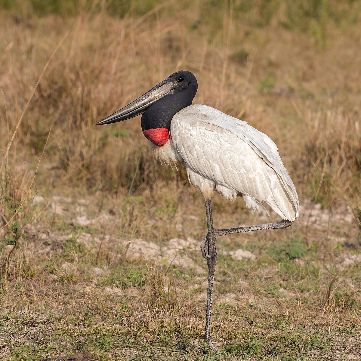 Jabiru Wikipedia