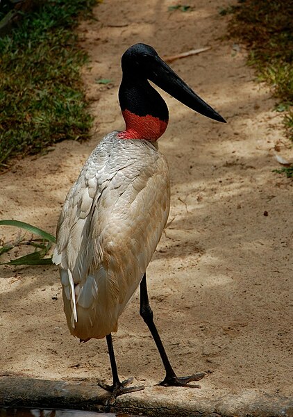 File:Jabiru mycteria -Parque das Aves, Foz do Iguacu, Brazil-8a.jpg