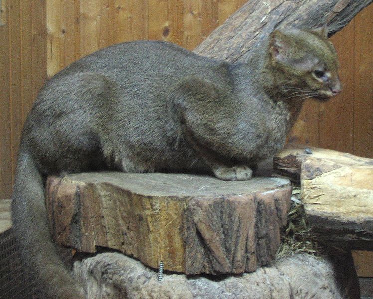 File:Jaguarundi seitlich.jpg