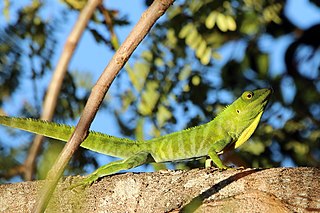 <i>Anolis garmani</i> Species of lizard