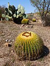 El Charco del Ingenio Jardín Botánico