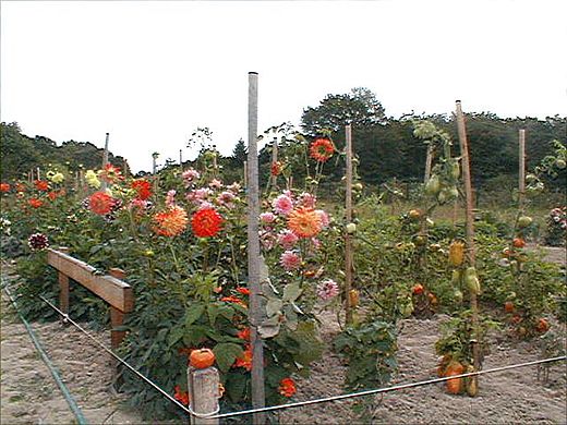 Jardins familiaux de Samois-sur-Seine.