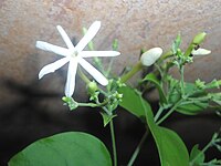 Jasminum grandiflorum (lean jasmine) at Madhurawada.JPG