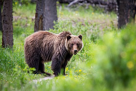 A Grizzly Bear roams in a wooded area near Jasper Townsite in Jasper National Park, Alberta, Canada.