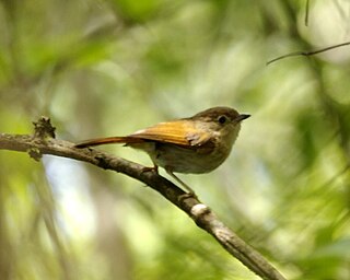 <span class="mw-page-title-main">Javan fulvetta</span> Species of bird