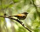 Javan Fulvetta (Alcippe pyrrhoptera).jpg