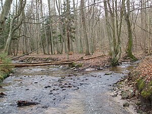 Naturschutzgebiet Kacze Łęgi