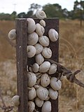 Miniatuur voor Bestand:Kadina-snails-climb-fence-0717.jpg