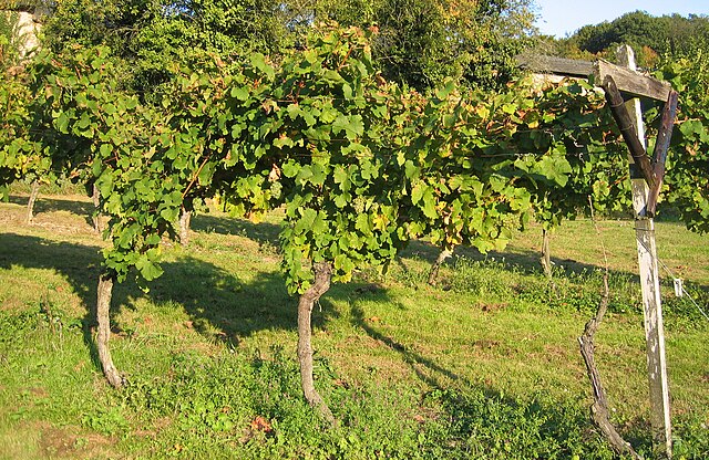 Vine trellising according to the Pfälzer Kammertbau system traditional to the Palatinate, where it was widely used until the 18th century. In an all-w
