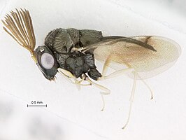 Kapala iridicolor