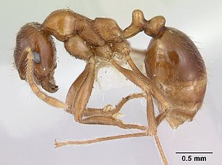 <i>Kartidris</i> Genus of ants