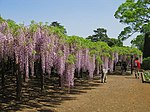Ushijima wisteria