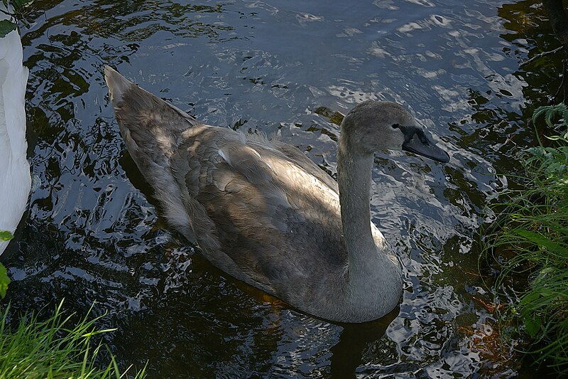 File:Kingsbury Water Park MMB 04.jpg