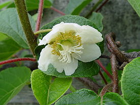 Kiwi-Flower, male.jpg