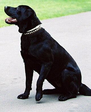 <span class="mw-page-title-main">Konni (dog)</span> Labrador Retriever owned by Vladimir Putin