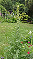 * Nomination Great Mullein (Verbascum thapsus). -- MJJR 20:48, 7 June 2009 (UTC) * Promotion background would look better with lower F-stop, but good otherwise. --Ianare 06:51, 16 June 2009 (UTC)