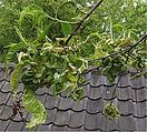 Krulziekte bij Perzik Taphrina deformans Prunus persica.jpg