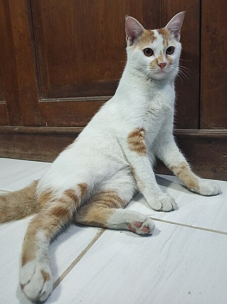 File:Kucing putih oren.jpg