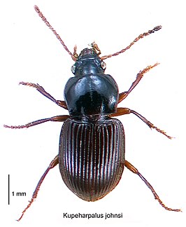 Kupeharpalus johnsi