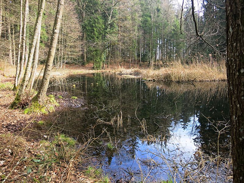 File:Längerenweiher.JPG