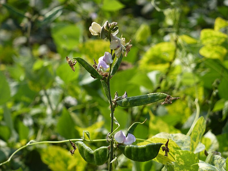 File:Lablab bean and bean flowers.JPG