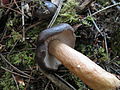 Lactarius kauffmanii