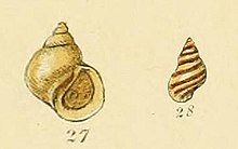 Lacuna vincta (Sowerby) .jpg