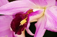 Laelia anceps