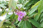 Thumbnail for File:Lagerstroemia speciosa 03948.jpg