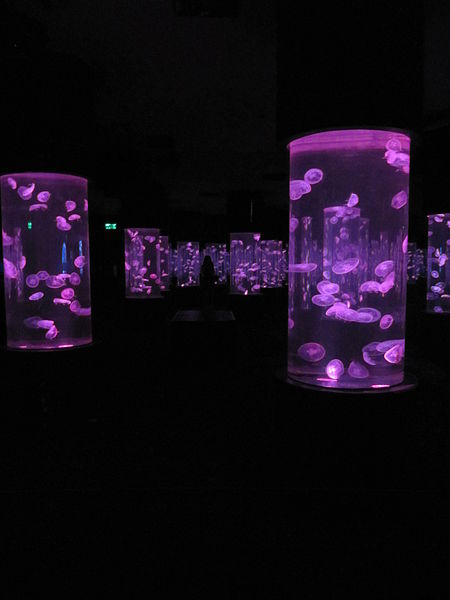 File:Laika ac Ocean World (6445261947).jpg