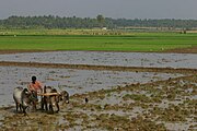 Fields of Malnad