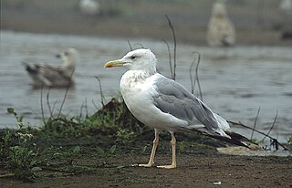 Caspian gull Species of bird