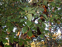 Foliage of Cinnamomum glanduliferum Lauraceae - Cinnamomum glanduliferum-1.JPG