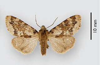 <i>Leichosila</i> Genus of moths