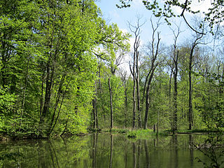 <span class="mw-page-title-main">Leipzig Riverside Forest</span> Europes largest inner-city alluvial forest