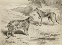 Illustration présentant une comparaison entre la morphologie du guépard (à droite) et celle du léopard.