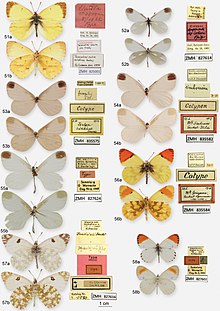 Lepidoptera (10.3897-evolsyst.5.63435) Plate 9.jpg