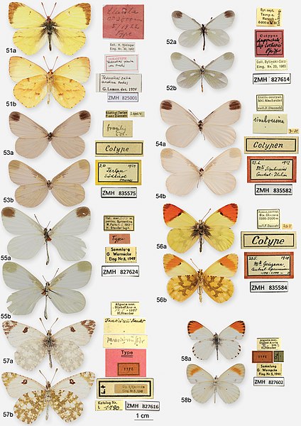 File:Lepidoptera (10.3897-evolsyst.5.63435) Plate 9.jpg