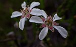 Thumbnail for Leptospermum epacridoideum