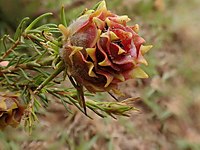 Leucadendron laxum