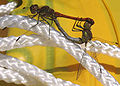 Sympetrum striolatum