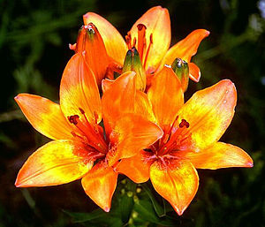 Lilium bulbiferum mg-k.jpg