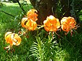 Lilium davidii var. wilmotiae