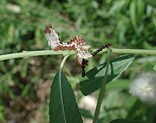 Larva Limenitis larva.jpg