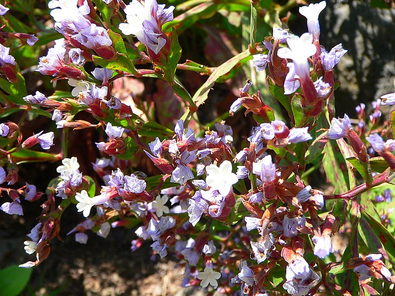 File:Limonium brassicaefolium subsp brassicaefolium detail.JPG