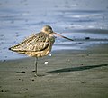 Marbled Godwit standing on beach